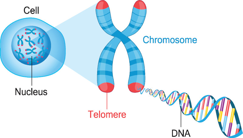 Genes, chromosomes and telomeres